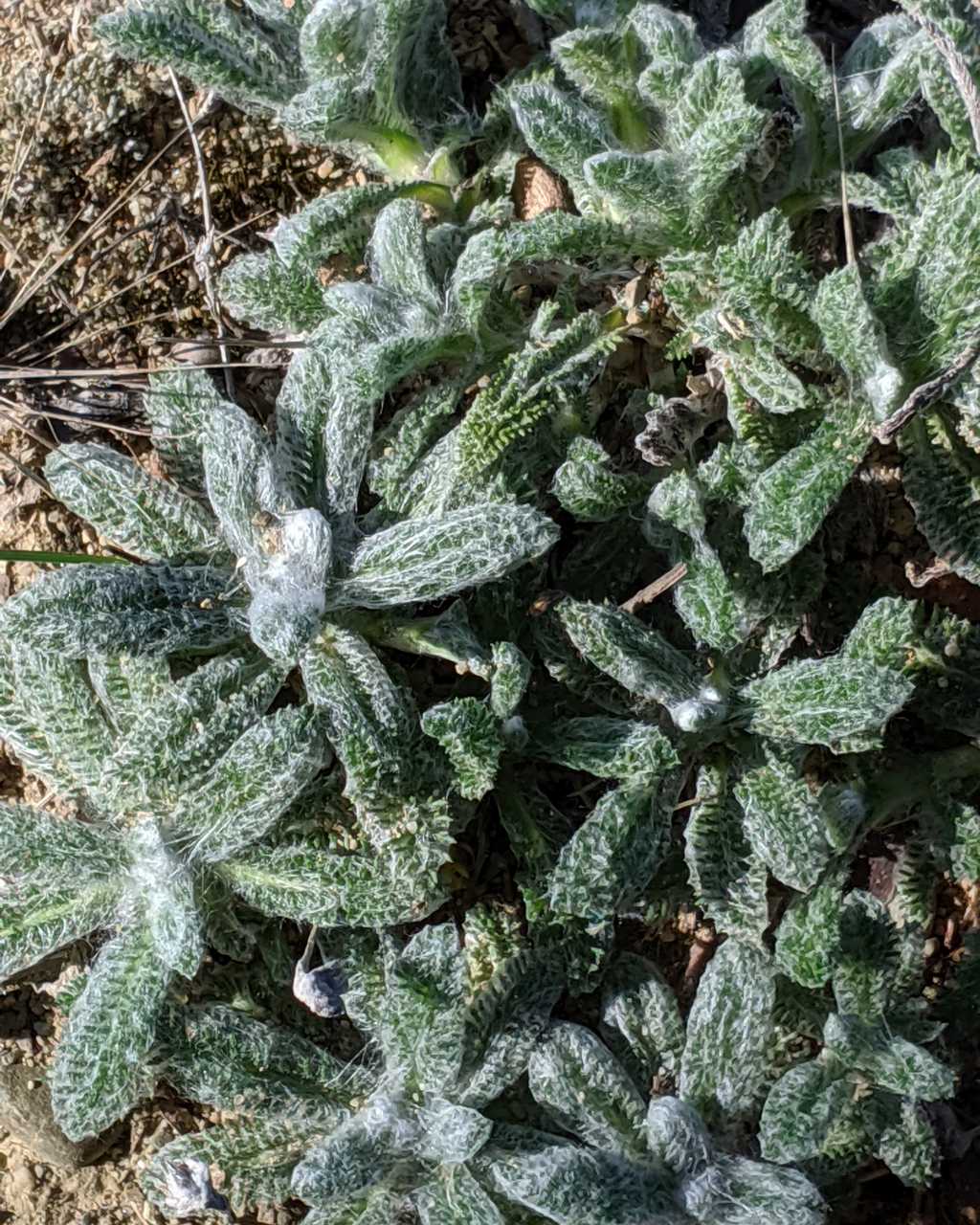 Achillea tomentosa / Millefoglio giallo